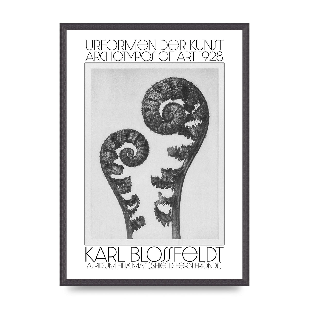 Karl Blossfeldt Urformen Der Kunst 1928 Aspidium Filix Mas Shield Fern Fronds Art For The Home - A2 framed