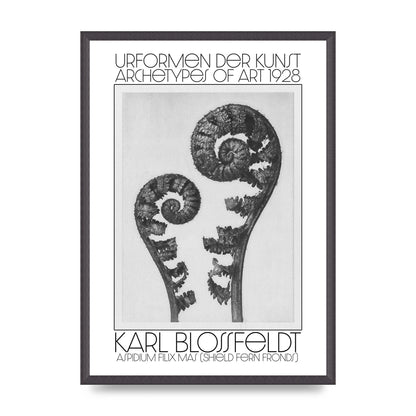 Karl Blossfeldt Urformen Der Kunst 1928 Aspidium Filix Mas Shield Fern Fronds Art For The Home - A2 framed