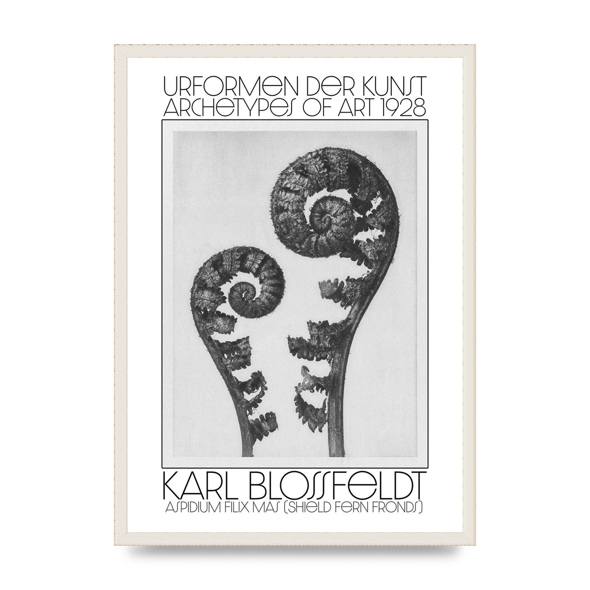Karl Blossfeldt Urformen Der Kunst 1928 Aspidium Filix Mas Shield Fern Fronds Art For The Home - A2 framed