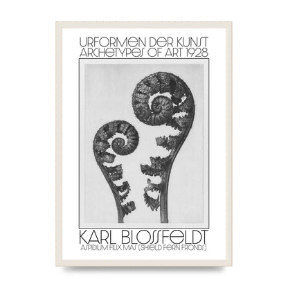 Karl Blossfeldt Urformen Der Kunst 1928 Aspidium Filix Mas Shield Fern Fronds Art For The Home - A2 framed