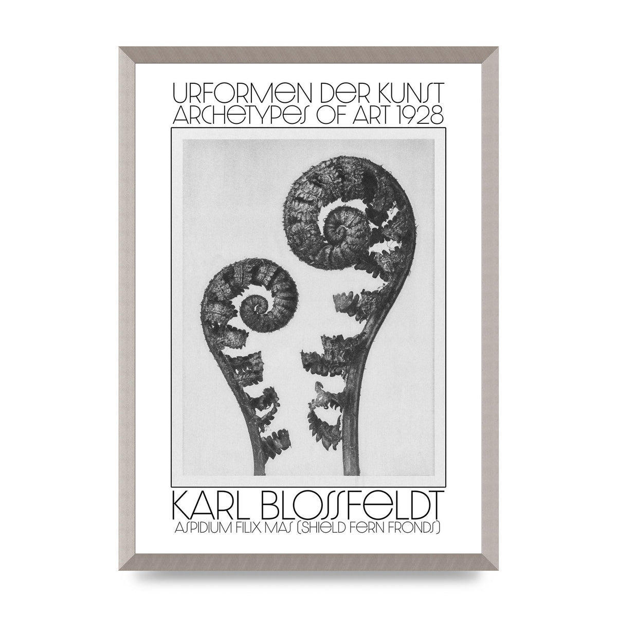 Karl Blossfeldt Urformen Der Kunst 1928 Aspidium Filix Mas Shield Fern Fronds Art For The Home - A2 framed