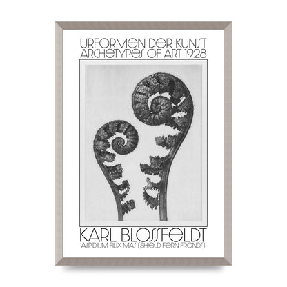 Karl Blossfeldt Urformen Der Kunst 1928 Aspidium Filix Mas Shield Fern Fronds Art For The Home - A2 framed