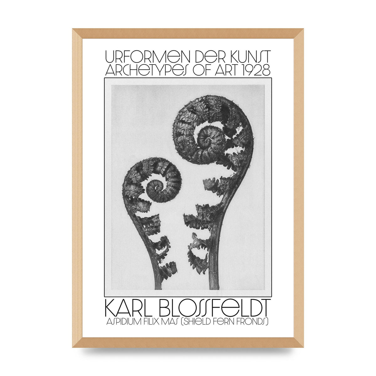 Karl Blossfeldt Urformen Der Kunst 1928 Aspidium Filix Mas Shield Fern Fronds Art For The Home - A2 framed