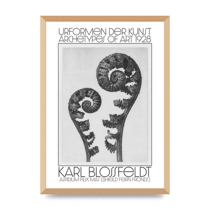 Karl Blossfeldt Urformen Der Kunst 1928 Aspidium Filix Mas Shield Fern Fronds Art For The Home - A2 framed