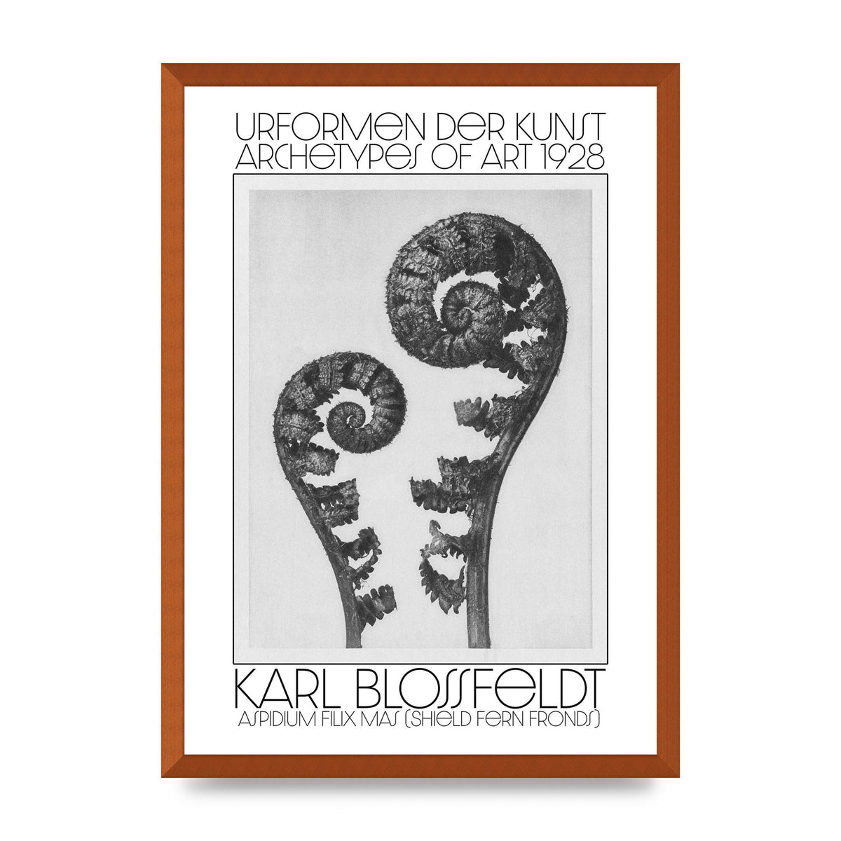 Karl Blossfeldt Urformen Der Kunst 1928 Aspidium Filix Mas Shield Fern Fronds Art For The Home - A2 framed