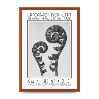 Karl Blossfeldt Urformen Der Kunst 1928 Aspidium Filix Mas Shield Fern Fronds Art For The Home - A2 framed