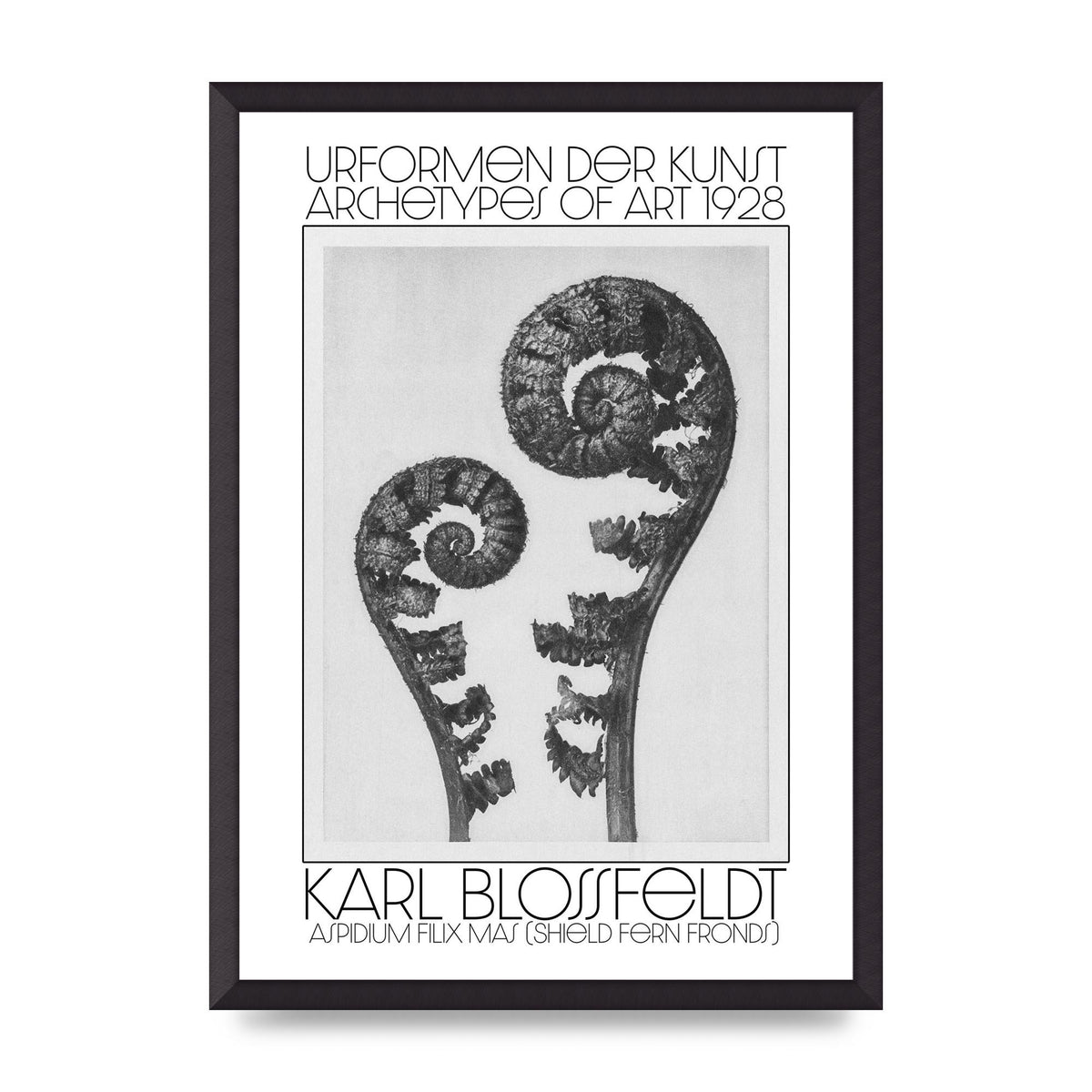 Karl Blossfeldt Urformen Der Kunst 1928 Aspidium Filix Mas Shield Fern Fronds Art For The Home - A2 framed