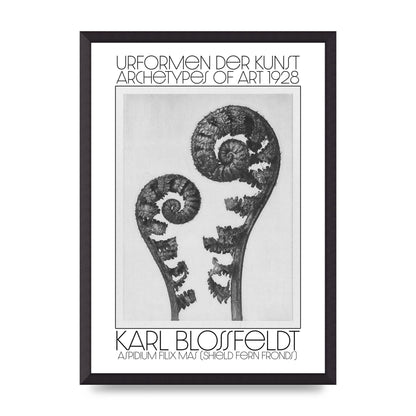 Karl Blossfeldt Urformen Der Kunst 1928 Aspidium Filix Mas Shield Fern Fronds Art For The Home - A2 framed