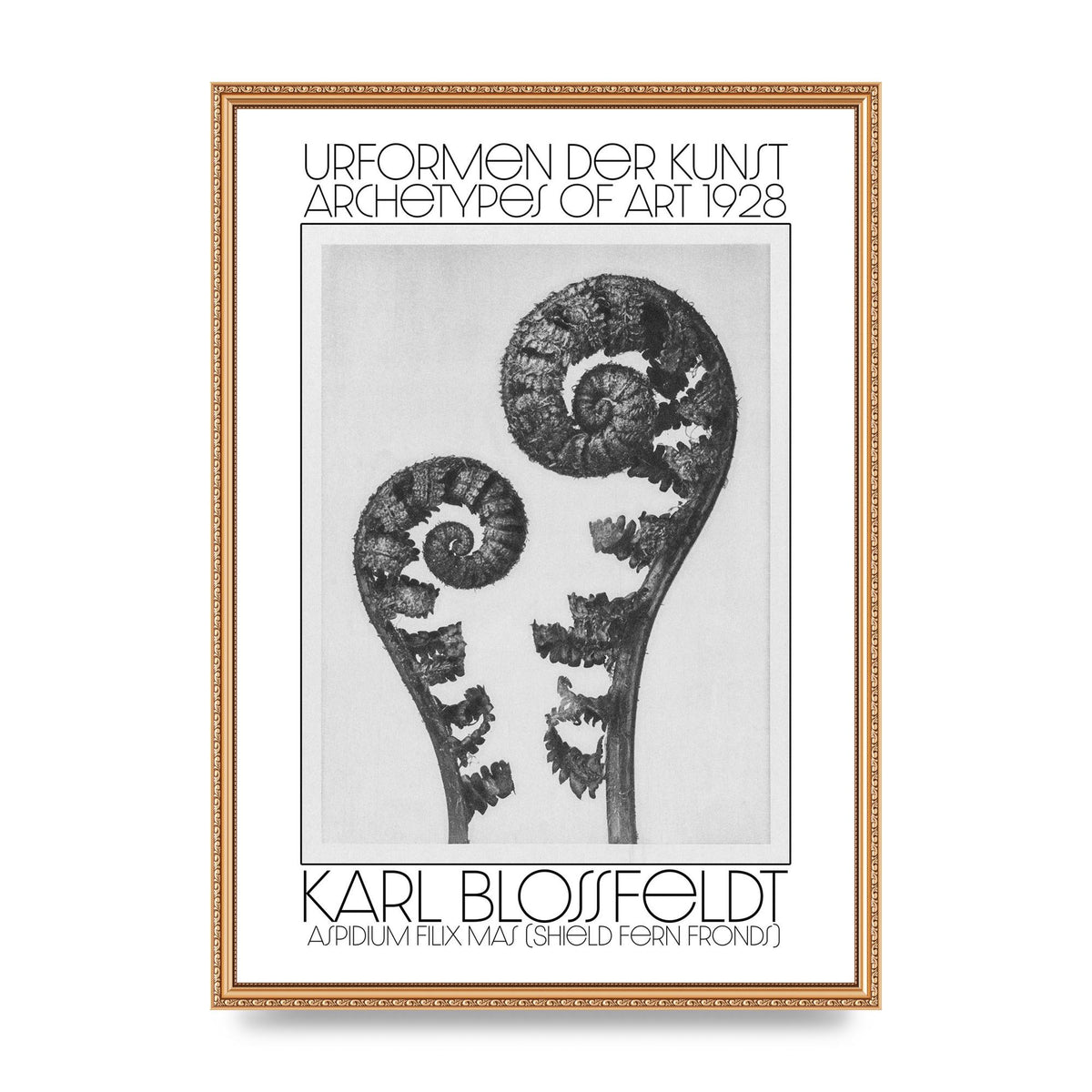 Karl Blossfeldt Urformen Der Kunst 1928 Aspidium Filix Mas Shield Fern Fronds Art For The Home - A2 framed