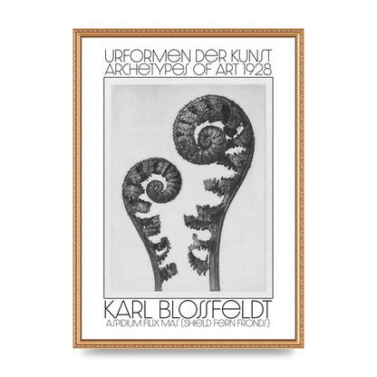 Karl Blossfeldt Urformen Der Kunst 1928 Aspidium Filix Mas Shield Fern Fronds Art For The Home - A2 framed