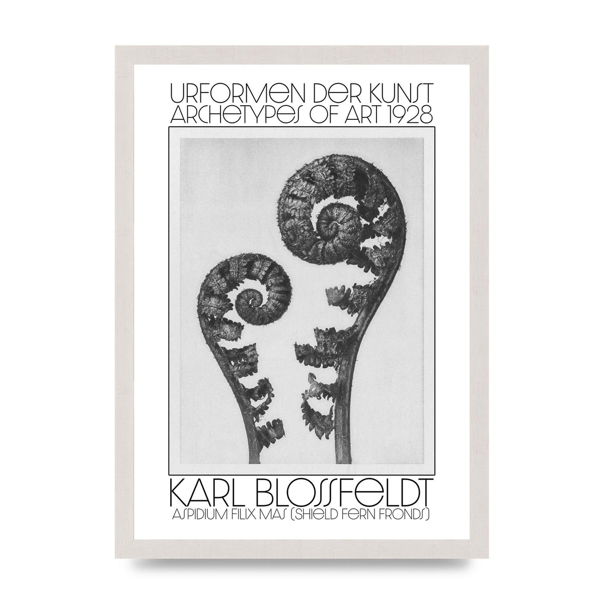 Karl Blossfeldt Urformen Der Kunst 1928 Aspidium Filix Mas Shield Fern Fronds Art For The Home - A3 framed
