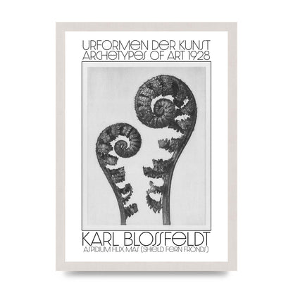 Karl Blossfeldt Urformen Der Kunst 1928 Aspidium Filix Mas Shield Fern Fronds Art For The Home - A3 framed