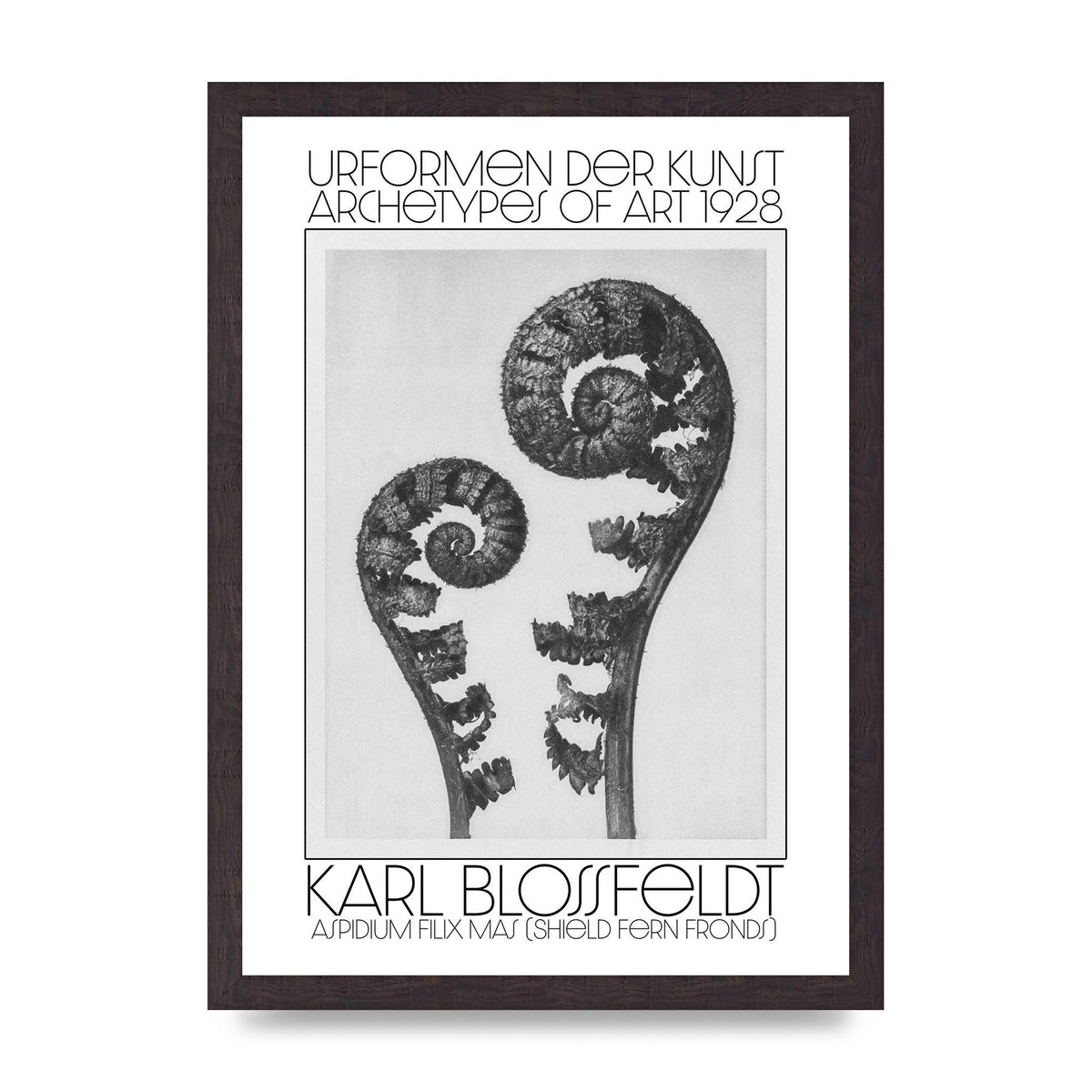 Karl Blossfeldt Urformen Der Kunst 1928 Aspidium Filix Mas Shield Fern Fronds Art For The Home - A3 framed