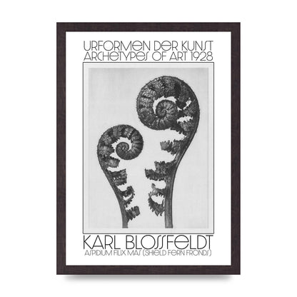 Karl Blossfeldt Urformen Der Kunst 1928 Aspidium Filix Mas Shield Fern Fronds Art For The Home - A3 framed