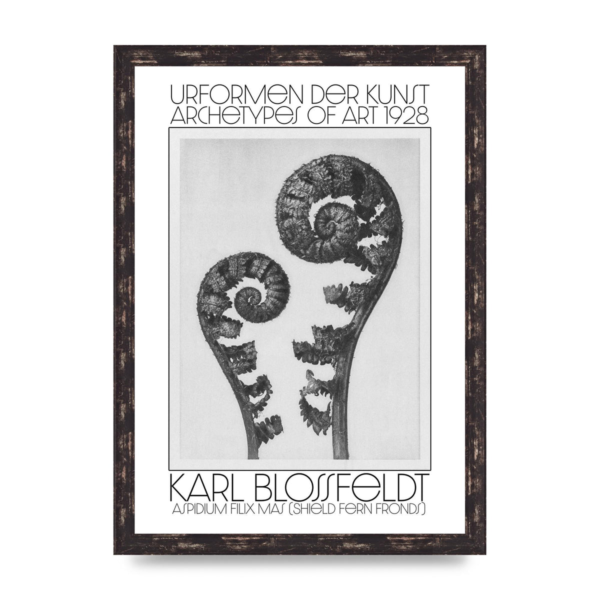 Karl Blossfeldt Urformen Der Kunst 1928 Aspidium Filix Mas Shield Fern Fronds Art For The Home - A3 framed