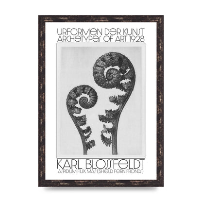 Karl Blossfeldt Urformen Der Kunst 1928 Aspidium Filix Mas Shield Fern Fronds Art For The Home - A3 framed