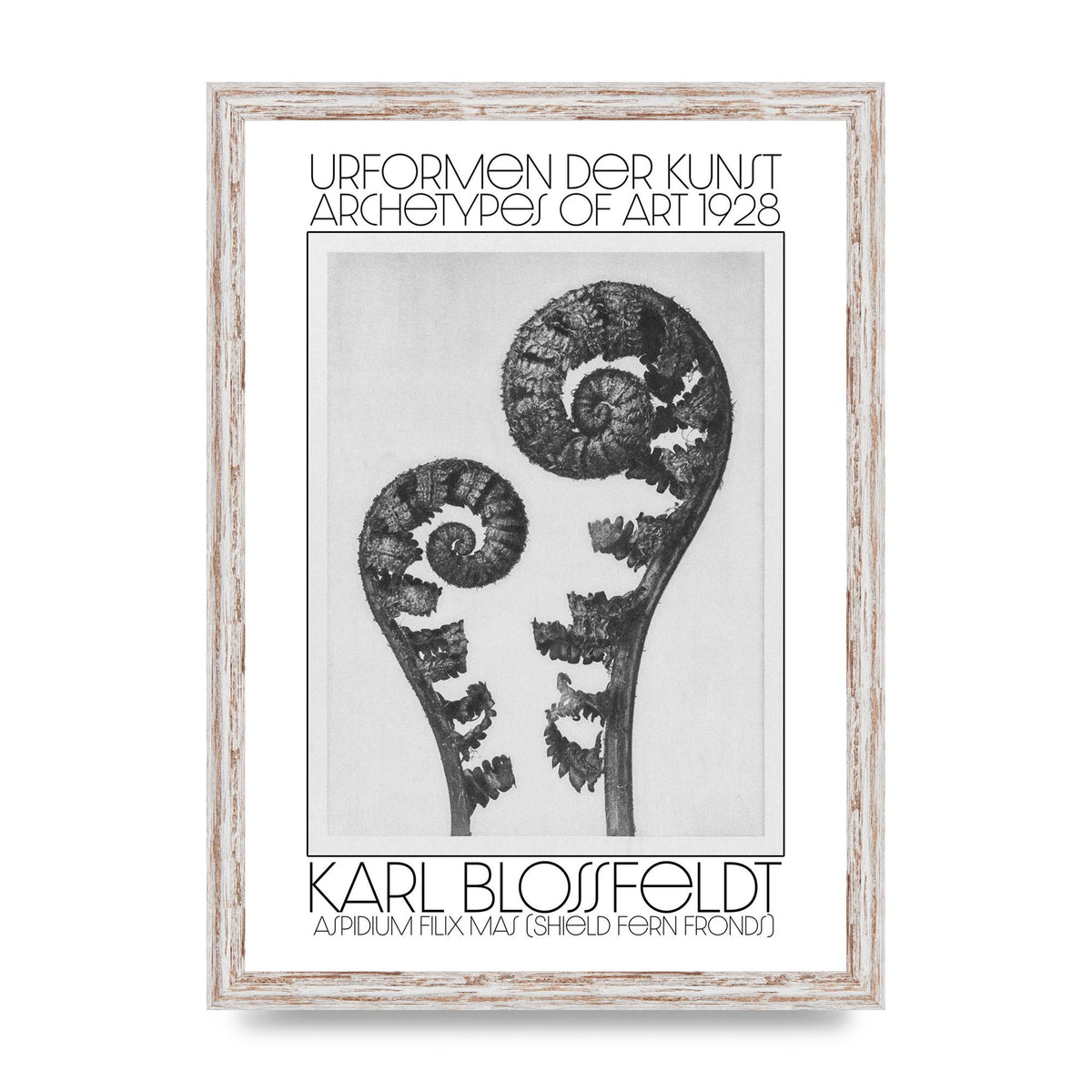 Karl Blossfeldt Urformen Der Kunst 1928 Aspidium Filix Mas Shield Fern Fronds Art For The Home - A3 framed