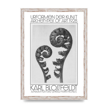 Karl Blossfeldt Urformen Der Kunst 1928 Aspidium Filix Mas Shield Fern Fronds Art For The Home - A3 framed