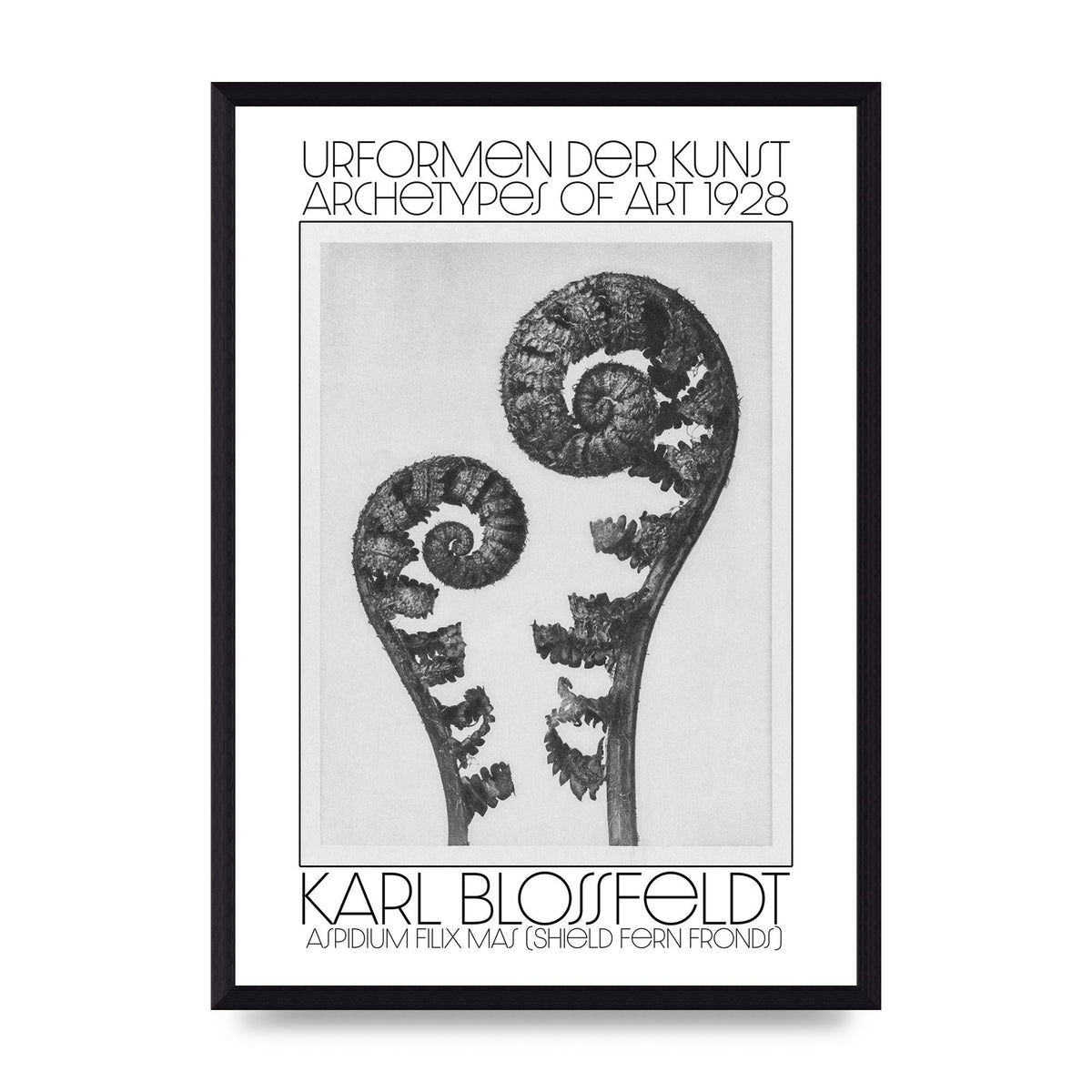 Karl Blossfeldt Urformen Der Kunst 1928 Aspidium Filix Mas Shield Fern Fronds Art For The Home - A3 framed