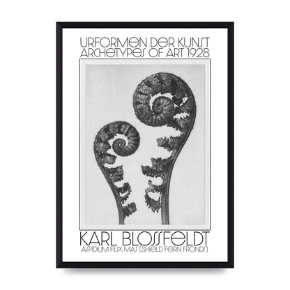 Karl Blossfeldt Urformen Der Kunst 1928 Aspidium Filix Mas Shield Fern Fronds Art For The Home - A3 framed