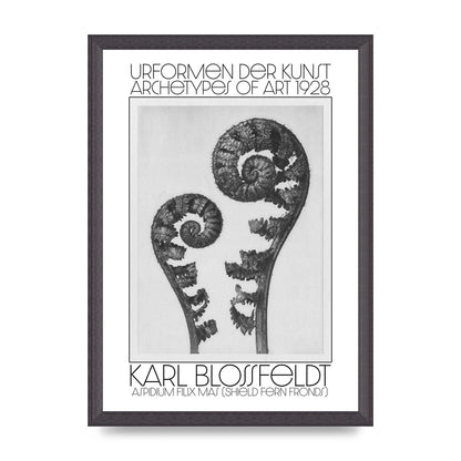 Karl Blossfeldt Urformen Der Kunst 1928 Aspidium Filix Mas Shield Fern Fronds Art For The Home - A3 framed