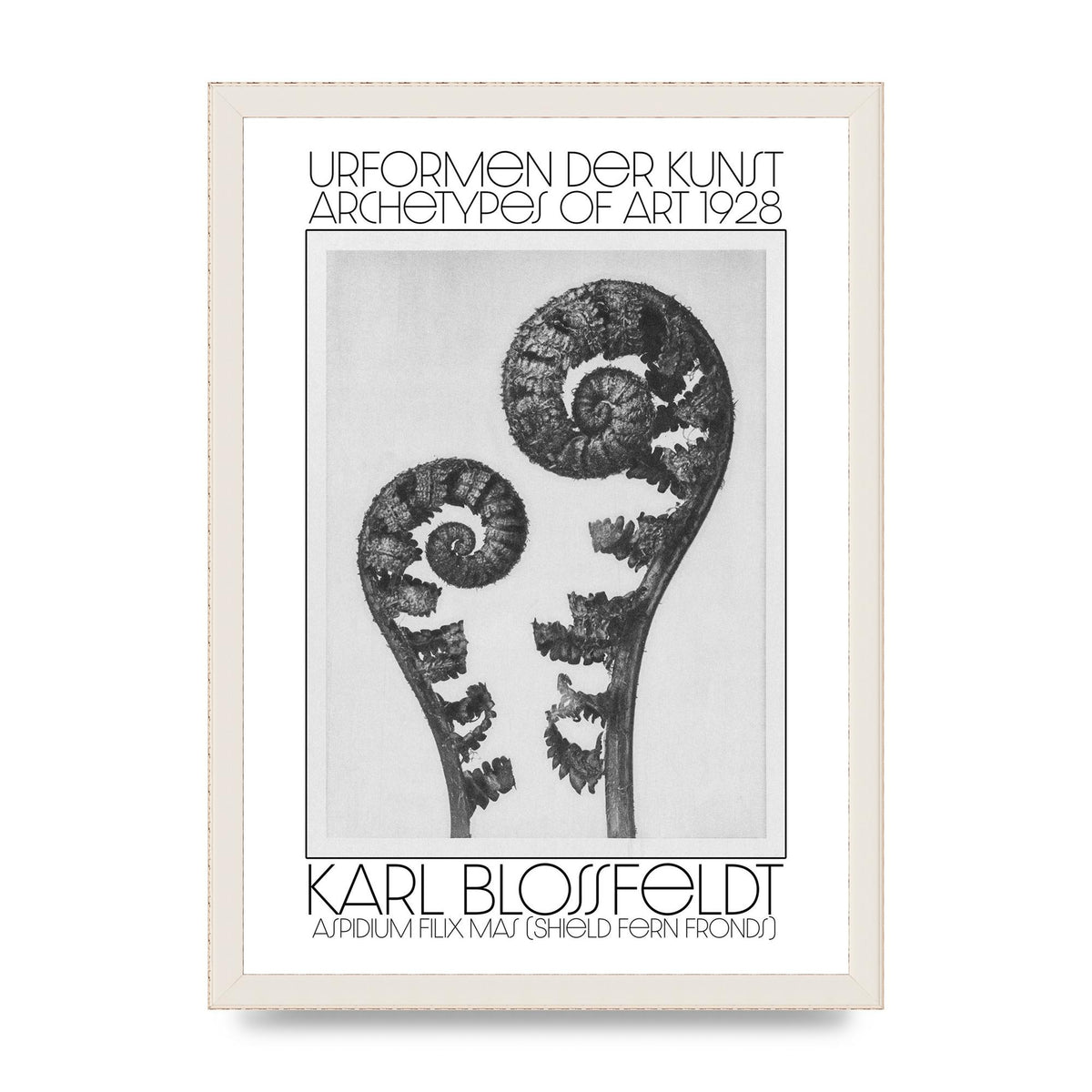 Karl Blossfeldt Urformen Der Kunst 1928 Aspidium Filix Mas Shield Fern Fronds Art For The Home - A3 framed
