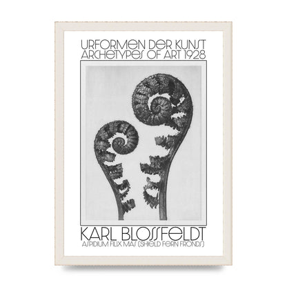 Karl Blossfeldt Urformen Der Kunst 1928 Aspidium Filix Mas Shield Fern Fronds Art For The Home - A3 framed