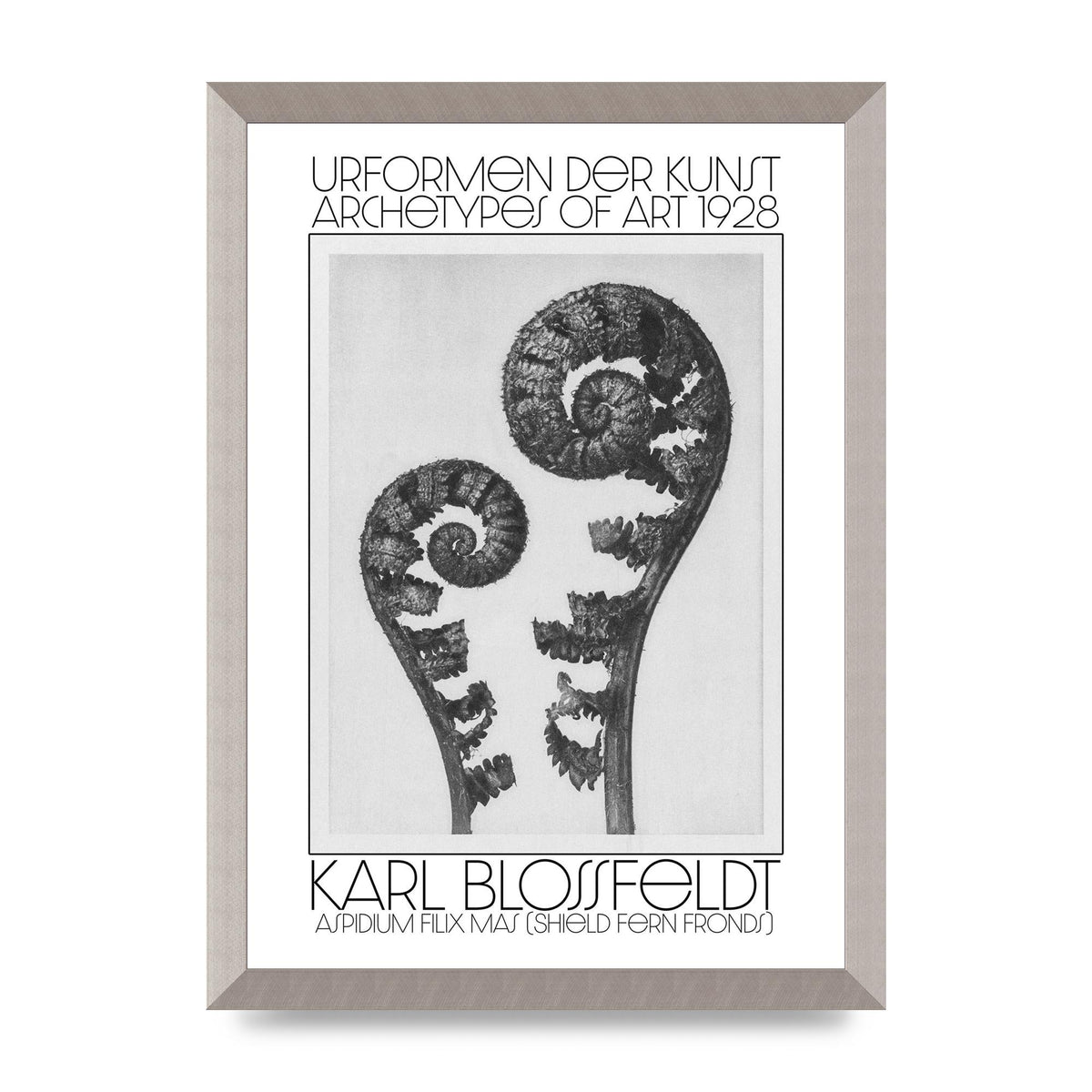 Karl Blossfeldt Urformen Der Kunst 1928 Aspidium Filix Mas Shield Fern Fronds Art For The Home - A3 framed