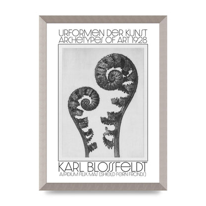 Karl Blossfeldt Urformen Der Kunst 1928 Aspidium Filix Mas Shield Fern Fronds Art For The Home - A3 framed