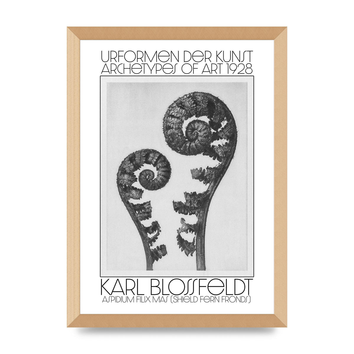 Karl Blossfeldt Urformen Der Kunst 1928 Aspidium Filix Mas Shield Fern Fronds Art For The Home - A3 framed