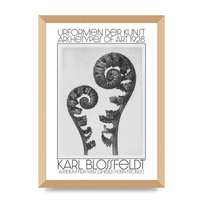 Karl Blossfeldt Urformen Der Kunst 1928 Aspidium Filix Mas Shield Fern Fronds Art For The Home - A3 framed