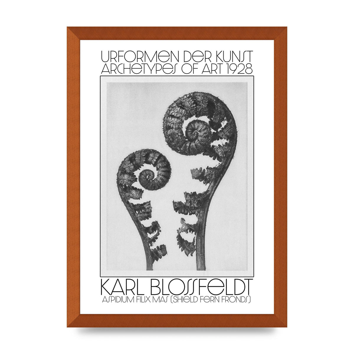 Karl Blossfeldt Urformen Der Kunst 1928 Aspidium Filix Mas Shield Fern Fronds Art For The Home - A3 framed