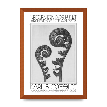 Karl Blossfeldt Urformen Der Kunst 1928 Aspidium Filix Mas Shield Fern Fronds Art For The Home - A3 framed