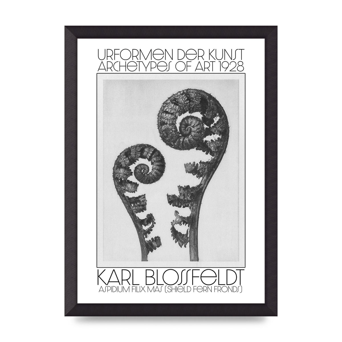 Karl Blossfeldt Urformen Der Kunst 1928 Aspidium Filix Mas Shield Fern Fronds Art For The Home - A3 framed