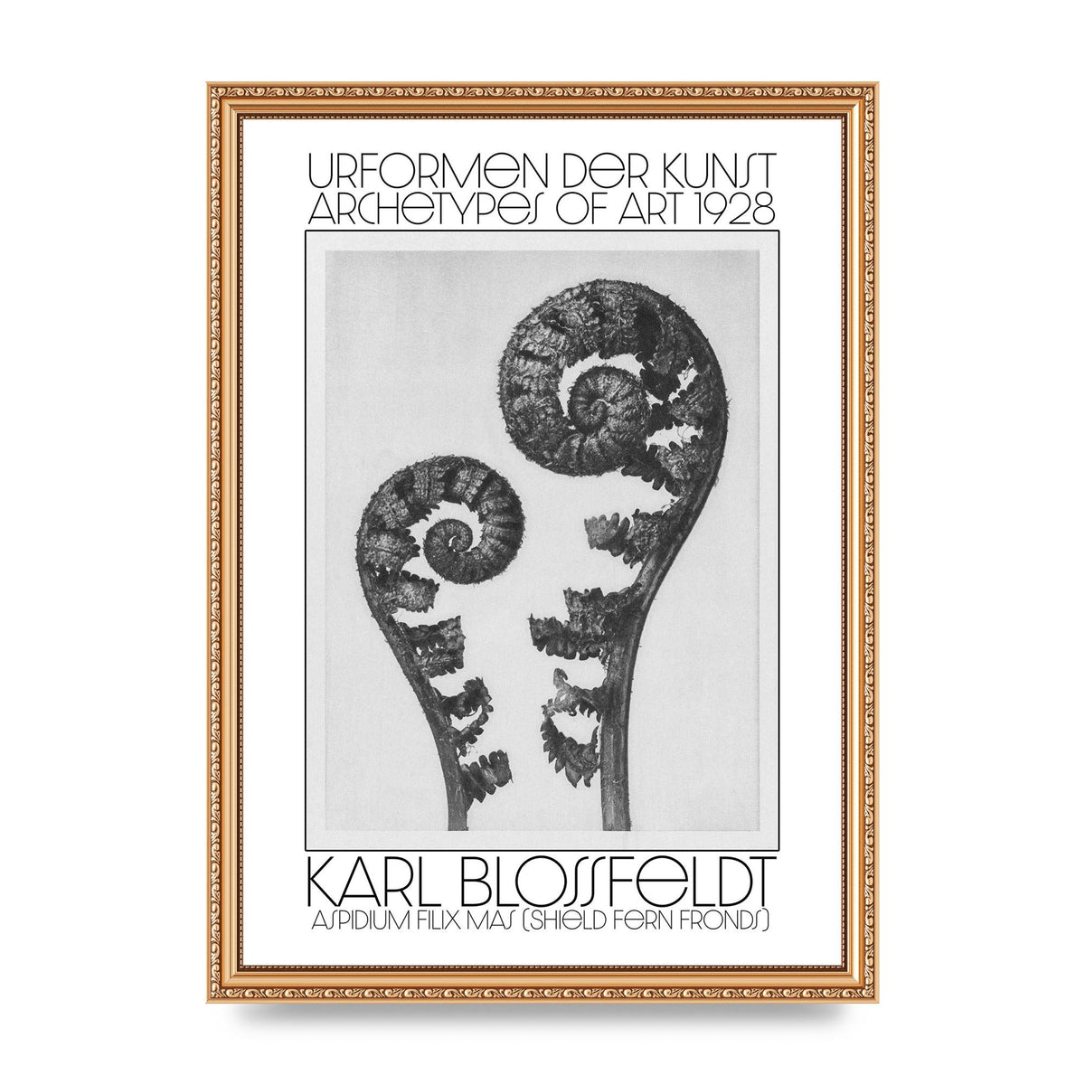 Karl Blossfeldt Urformen Der Kunst 1928 Aspidium Filix Mas Shield Fern Fronds Art For The Home - A3 framed