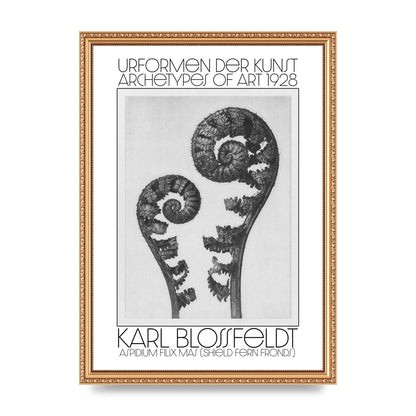 Karl Blossfeldt Urformen Der Kunst 1928 Aspidium Filix Mas Shield Fern Fronds Art For The Home - A3 framed