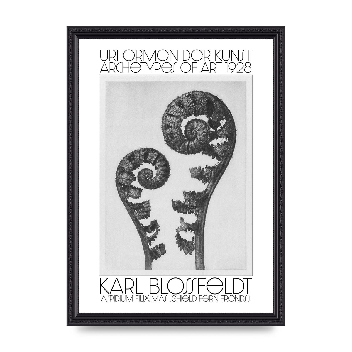 Karl Blossfeldt Urformen Der Kunst 1928 Aspidium Filix Mas Shield Fern Fronds Art For The Home - A3 framed