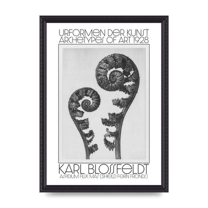 Karl Blossfeldt Urformen Der Kunst 1928 Aspidium Filix Mas Shield Fern Fronds Art For The Home - A3 framed