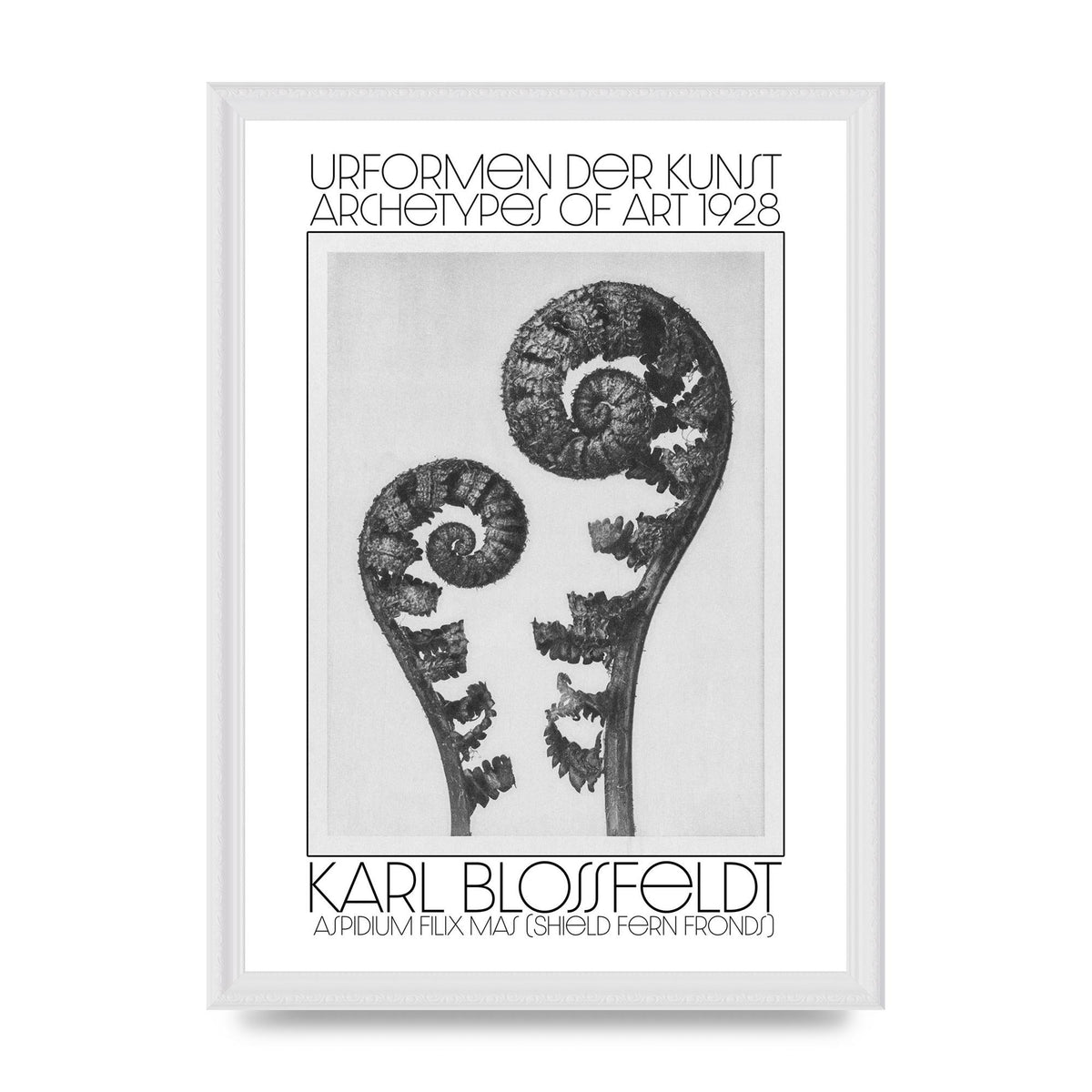 Karl Blossfeldt Urformen Der Kunst 1928 Aspidium Filix Mas Shield Fern Fronds Art For The Home - A3 framed