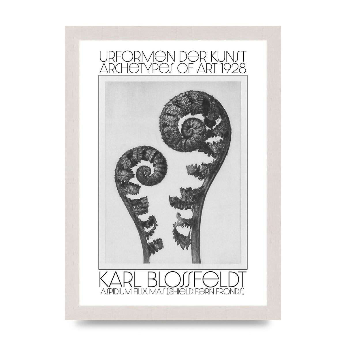 Karl Blossfeldt Urformen Der Kunst 1928 Aspidium Filix Mas Shield Fern Fronds Art For The Home - A4 framed