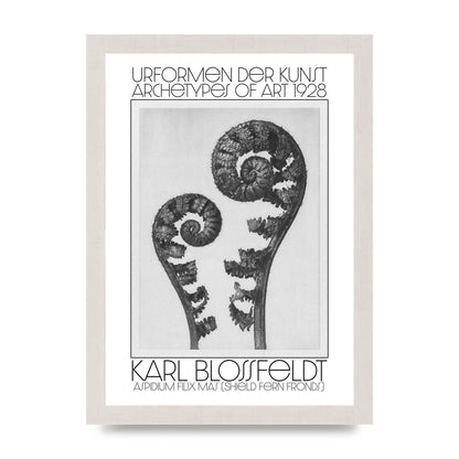 Karl Blossfeldt Urformen Der Kunst 1928 Aspidium Filix Mas Shield Fern Fronds Art For The Home - A4 framed