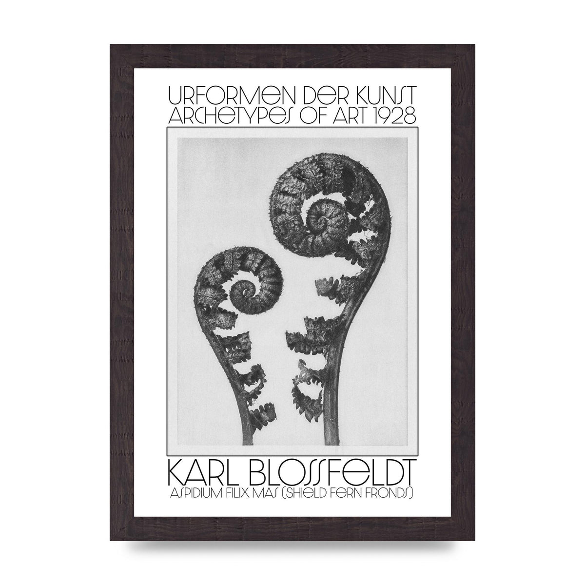 Karl Blossfeldt Urformen Der Kunst 1928 Aspidium Filix Mas Shield Fern Fronds Art For The Home - A4 framed