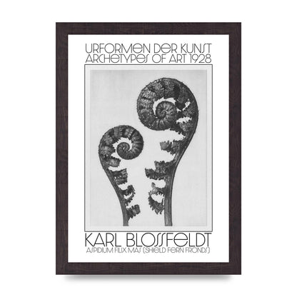 Karl Blossfeldt Urformen Der Kunst 1928 Aspidium Filix Mas Shield Fern Fronds Art For The Home - A4 framed
