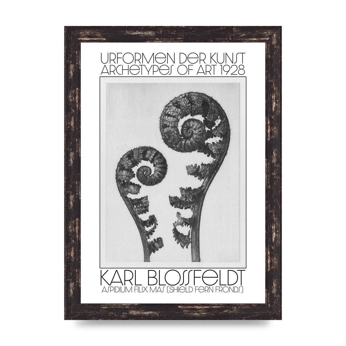 Karl Blossfeldt Urformen Der Kunst 1928 Aspidium Filix Mas Shield Fern Fronds Art For The Home - A4 framed