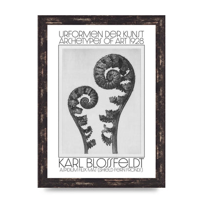 Karl Blossfeldt Urformen Der Kunst 1928 Aspidium Filix Mas Shield Fern Fronds Art For The Home - A4 framed