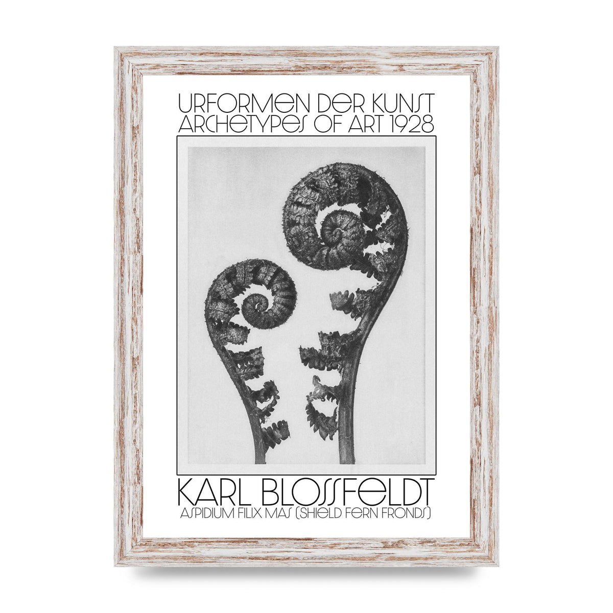 Karl Blossfeldt Urformen Der Kunst 1928 Aspidium Filix Mas Shield Fern Fronds Art For The Home - A4 framed