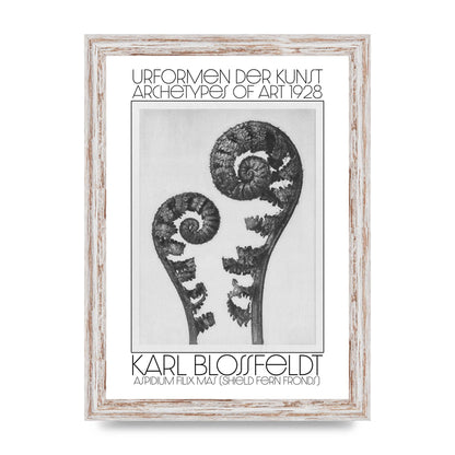 Karl Blossfeldt Urformen Der Kunst 1928 Aspidium Filix Mas Shield Fern Fronds Art For The Home - A4 framed