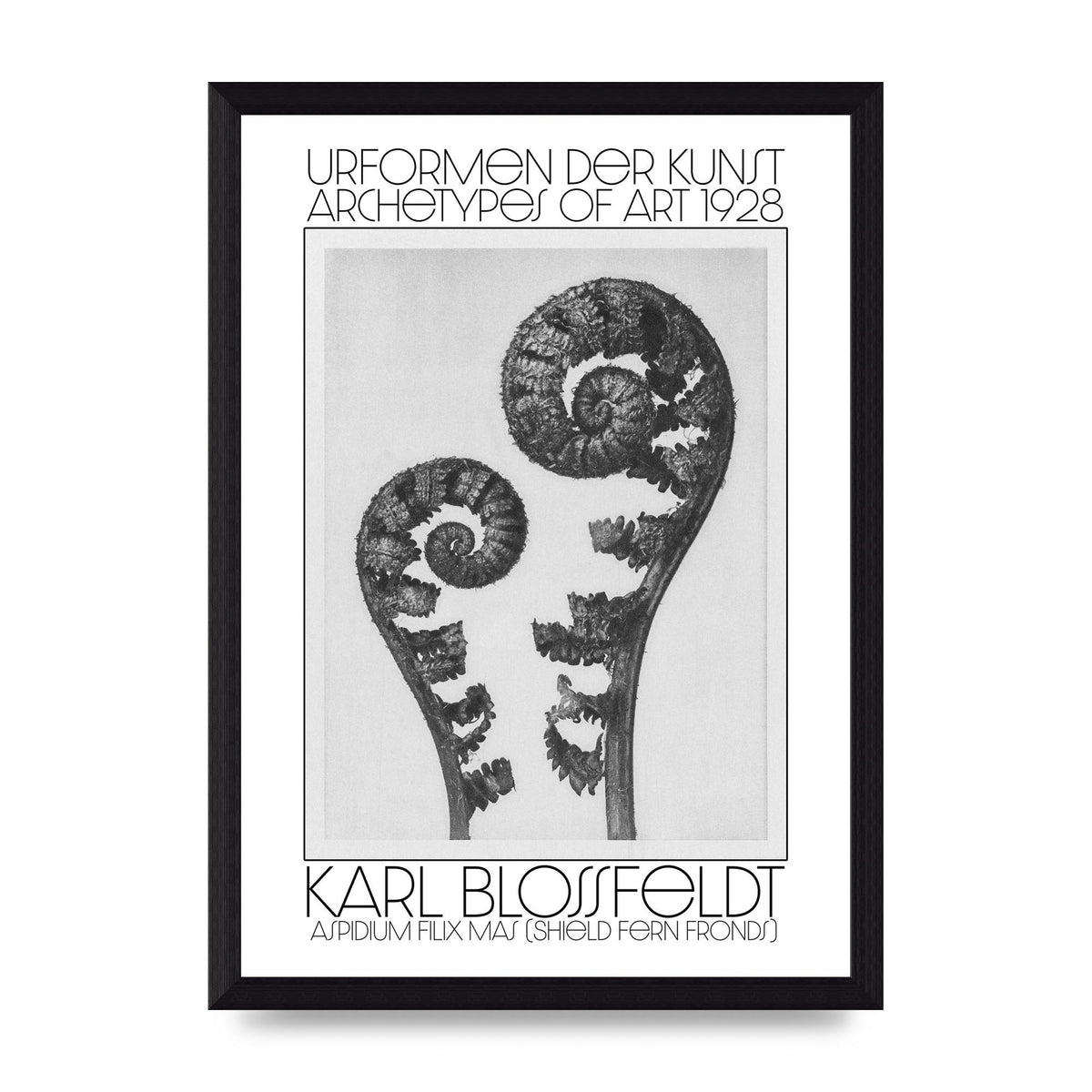 Karl Blossfeldt Urformen Der Kunst 1928 Aspidium Filix Mas Shield Fern Fronds Art For The Home - A4 framed
