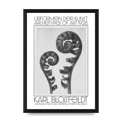 Karl Blossfeldt Urformen Der Kunst 1928 Aspidium Filix Mas Shield Fern Fronds Art For The Home - A4 framed