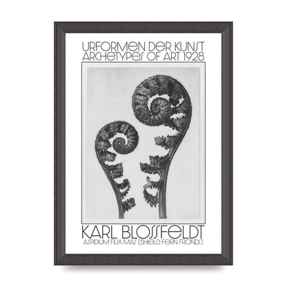 Karl Blossfeldt Urformen Der Kunst 1928 Aspidium Filix Mas Shield Fern Fronds Art For The Home - A4 framed